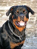 One-year-old Rottweiler