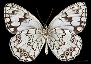 Melanargia titea ♂ △