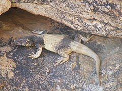 Chuckwalla