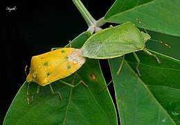 Deux différentes formes en copulation: forme smaragdula à droite et R-type à gauche.