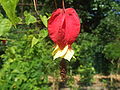 Abutilon megapotamicum (Spreng.) A.St.-Hil. & Naudin