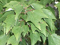 近縁種のアメリカハナノキ（A. rubrum）