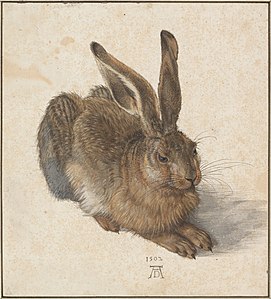Young Hare, by Albrecht Dürer