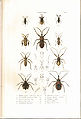 Plate 6 from: C.J.-B. Amyot and J. G. Audinet-Serville (1843). Histoire naturelle des insectes. Hémiptères. Paris, Librairie encyclopédique de Roret.