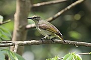 greenish sunbird with paler undersides and brownish wings and tail