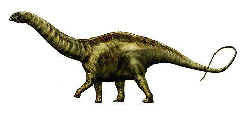 אפטוזאורוס - "הזאורופוד הקלאסי של היורה", אורכו 26–30 מטר ומשקלו המירבי מוערך בכ-32–72 טונות.