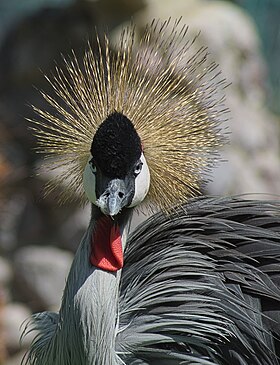 Balearica regulorum, no Zoológico Tuzoofari Oficial, Hidalgo, Mexico