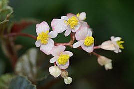 Begonia fischeri