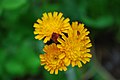 Hieracium umbellatum