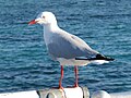 Mature adult on the pier of Green Island east of Cairns