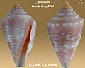 Conasprella pfluegeri (Petuch, 2003)