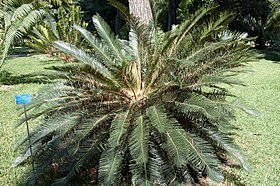 Cycas taiwaniana Jardim botânico de Palermo