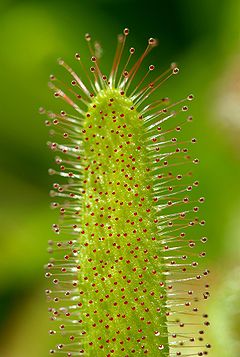 Description de l'image Drosera capensis Luc Viatour.jpg.