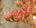 Dudleya viscida