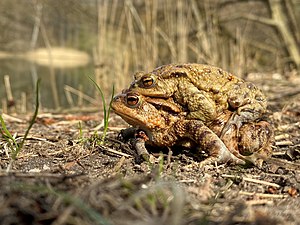 34. Platz: SaskiaSp Neu! mit Erdkröten (Bufo bufo) bei der Paarung am Ahrenrieder Teich