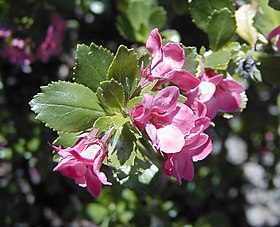 Escallonia macrantha.