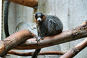 Gray lemur