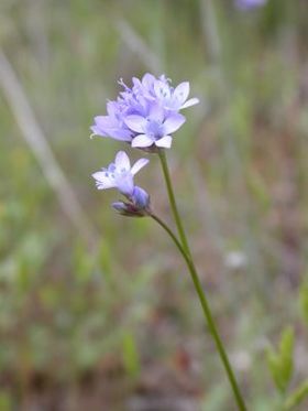 Gilia achilleifolia