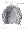 Permanent teeth of upper dental arch, seen from below.