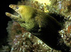 Description de l'image Gymnothorax_prasinus_(Yellow_moray).jpg.