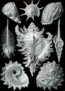 Prosobranchia, by Ernst Haeckel
