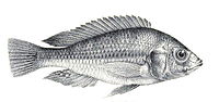 Haplochromis ishmaeli