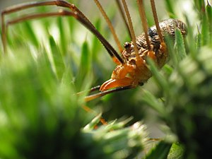 Самець Phalangium opilio