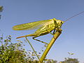 Зелёный кузнечик (Tettigonia viridissima)