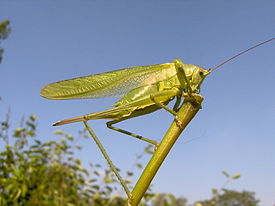 Кузнечик зелёный (Tettigonia viridissima)