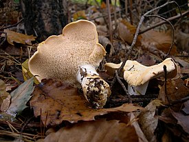 Hydnum repandum