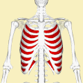 Position of internal intercostal muscles (red). Animation.