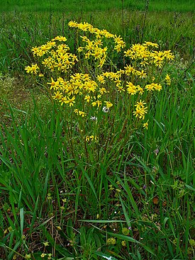 Jacobaea vulgaris