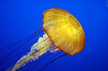 Pacific sea nettle (Chrysaora fuscescens) at Monterey Bay Aquarium