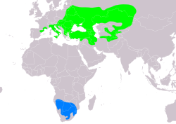 Distribución de L. minor