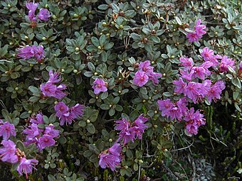 Rhododendron lapponicum