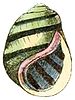 Drawing of the shell of Leptoxis taeniata.