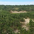 Mangrove hammock