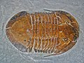 Un fossile du trilobite asaphida arthropodes marins primitifs Megalaspides.