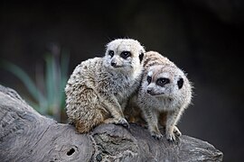 Meerkats