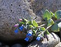 Oysterplant (Mertensia maritima)