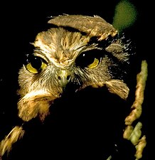 Image of Morepork (Ninox novaeseelandiae) on Maungatautari Mountain