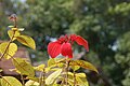 Mussaenda erythrophylla