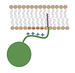 Residuos positivos (básicos) da proteína interaccionan con cabezas de fosfolípidos cargadas negativamente da membrana estabilizando a asociación a membranas dependente de miristoíl.