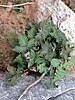 Five-pointed leaf of Standley's cloak fern