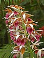 Inflorescence of Phaius tankervilleae