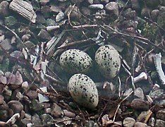 Niño de gabitas con tres ovos.