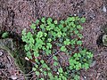 Trèfle... Oxalis acetosella