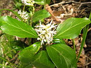 Pachysandra terminalis フッキソウ