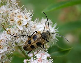 Pachyta quadrimaculata