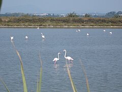 Flamands dans un étang palavasien.